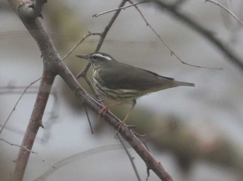 Mystery bird to be identified