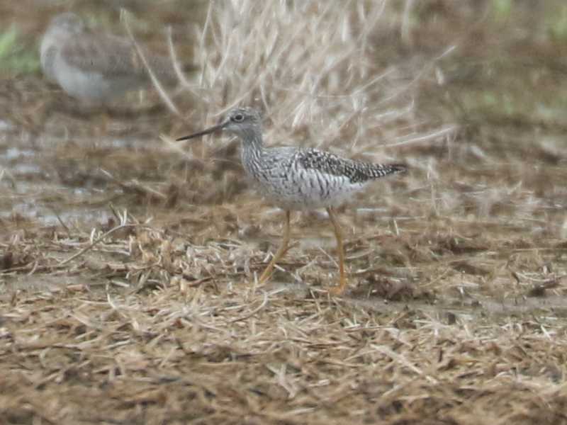 Mystery bird to be identified