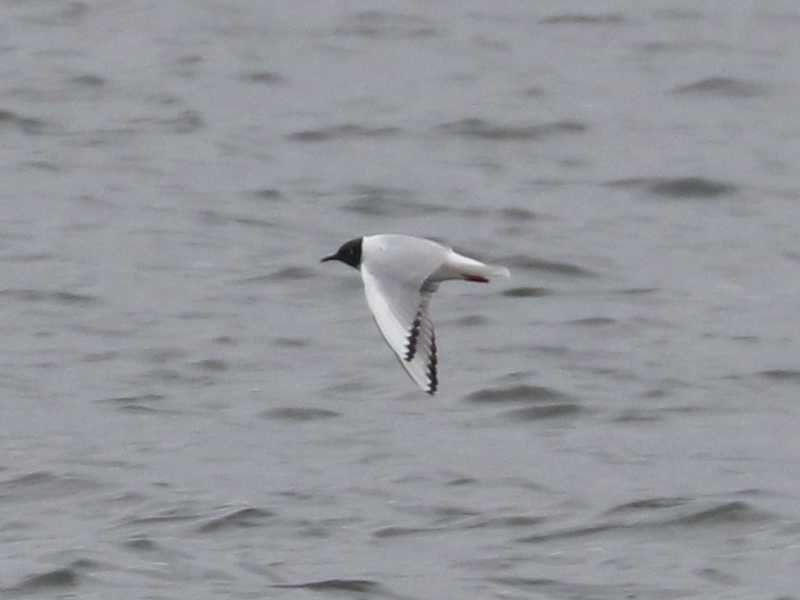 Mystery bird to be identified