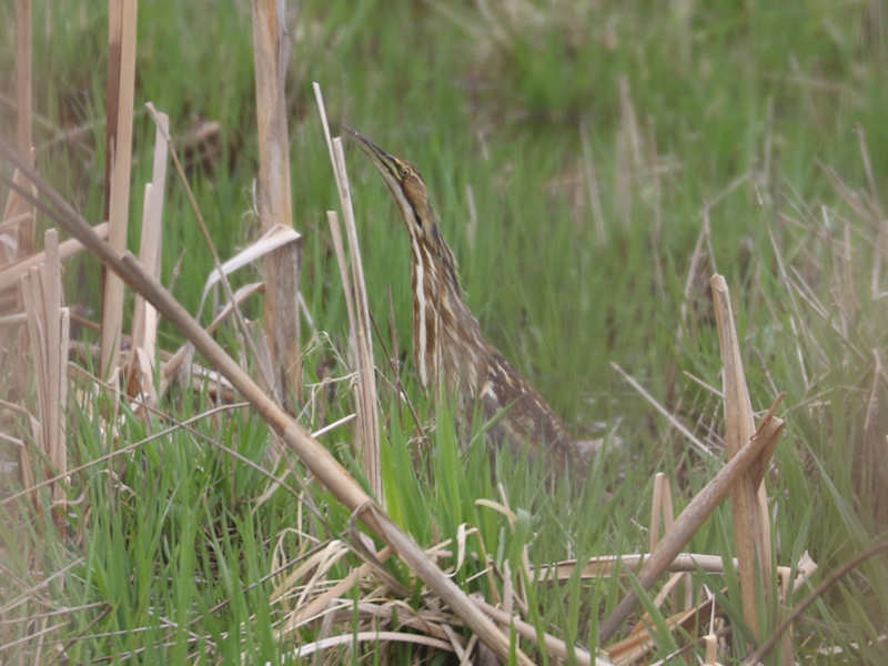 Mystery bird to be identified