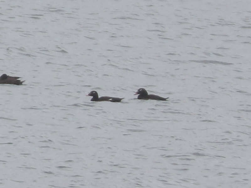 Mystery birds to be identified