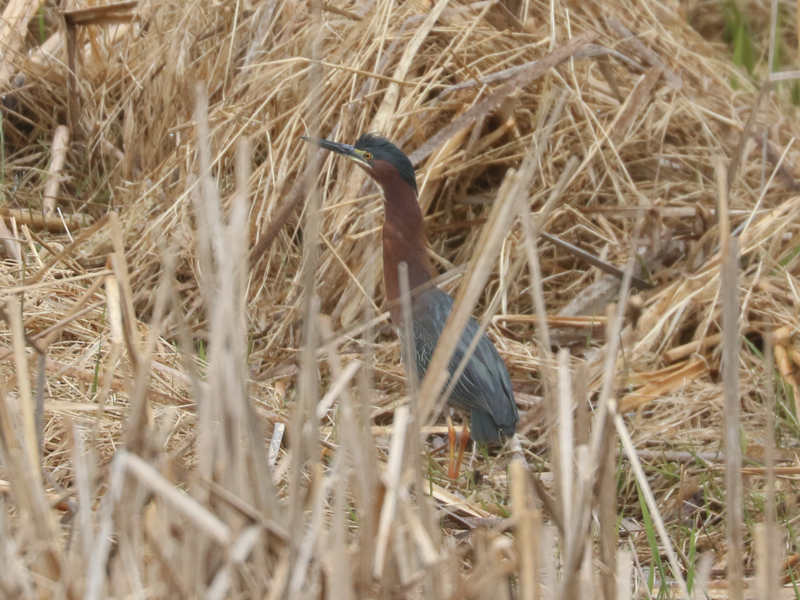 Mystery bird to be identified