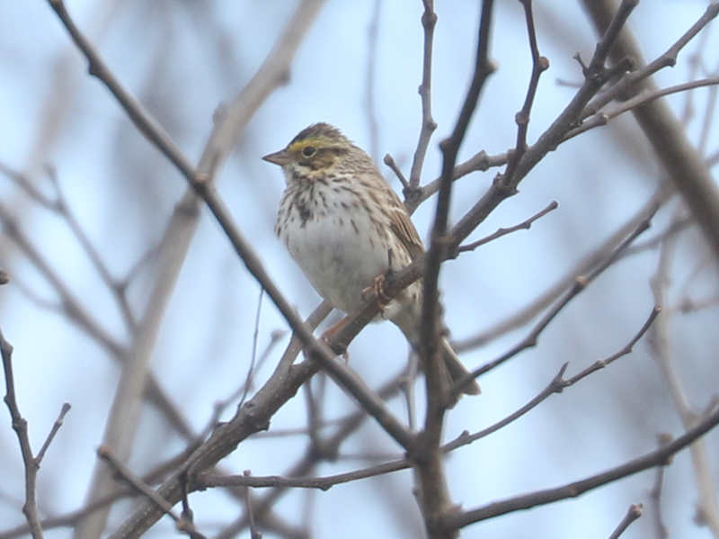 Mystery bird to be identified