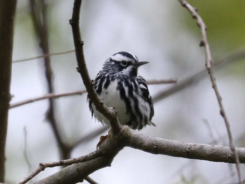Mystery bird to be identified