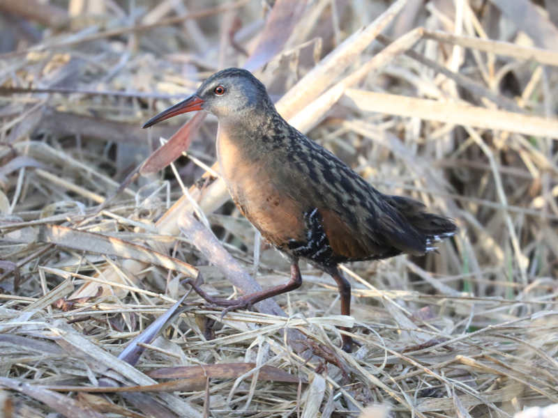 Mystery bird to be identified