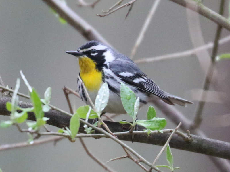 Mystery bird to be identified