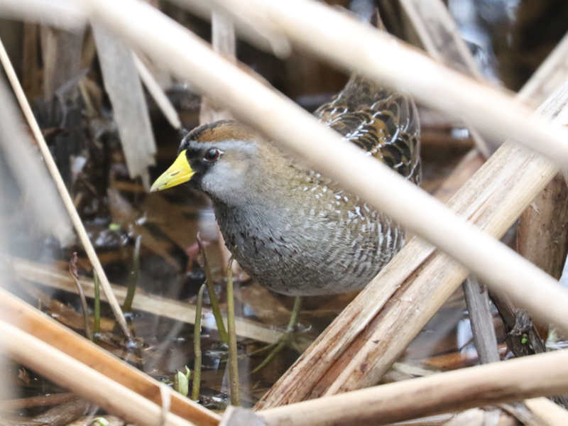 Mystery bird to be identified