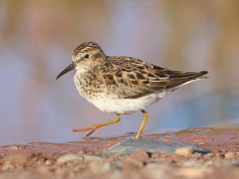 Mystery bird to be identified