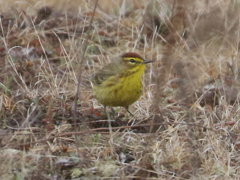 Mystery bird to be identified