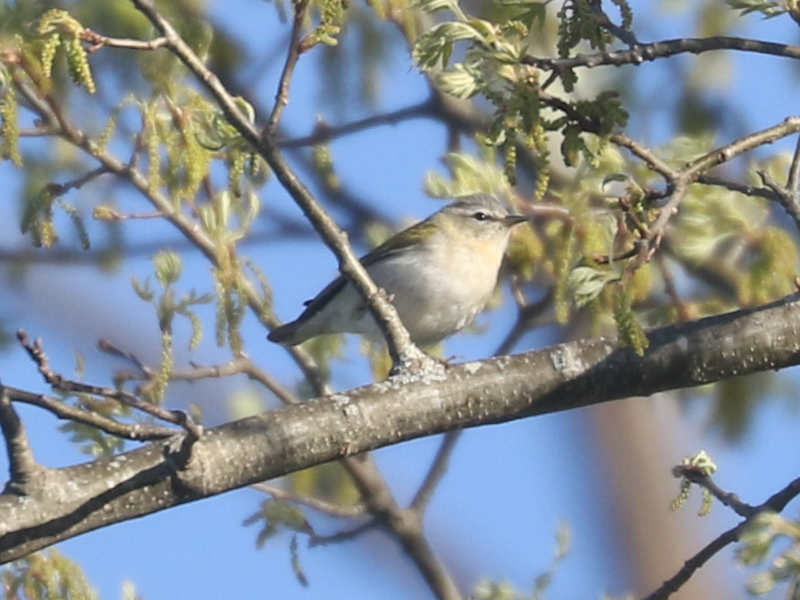 Mystery bird to be identified
