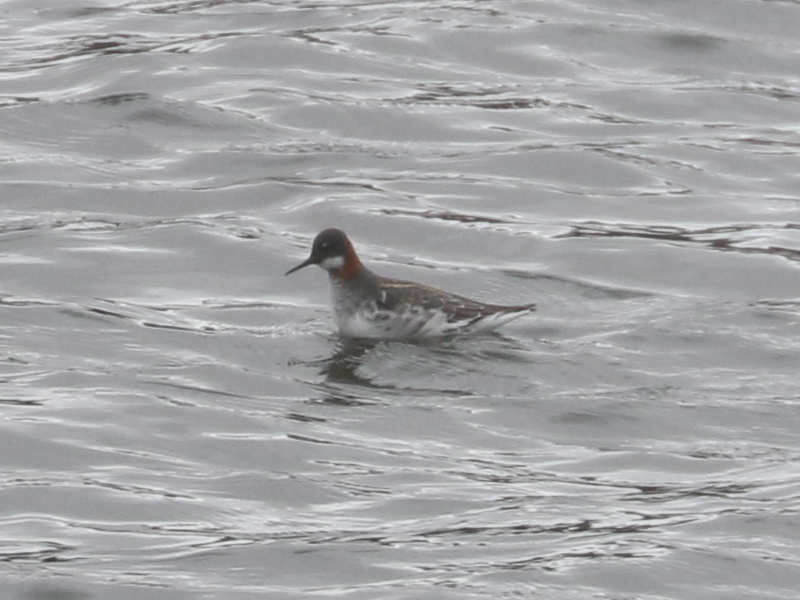 Mystery bird to be identified