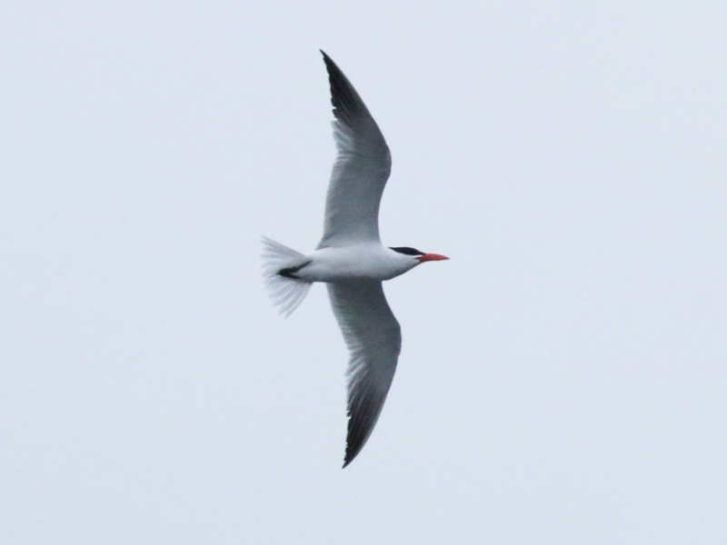 Mystery bird to be identified