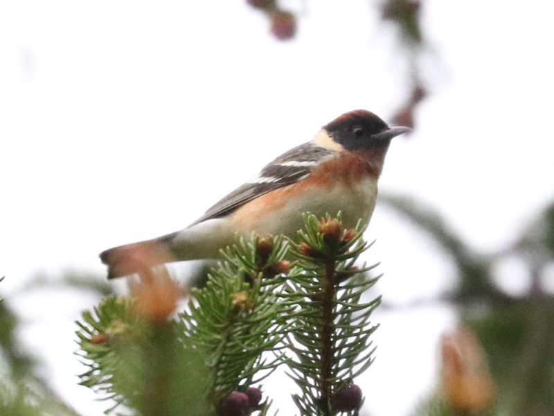 Mystery bird to be identified