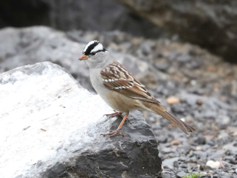 Mystery bird to be identified