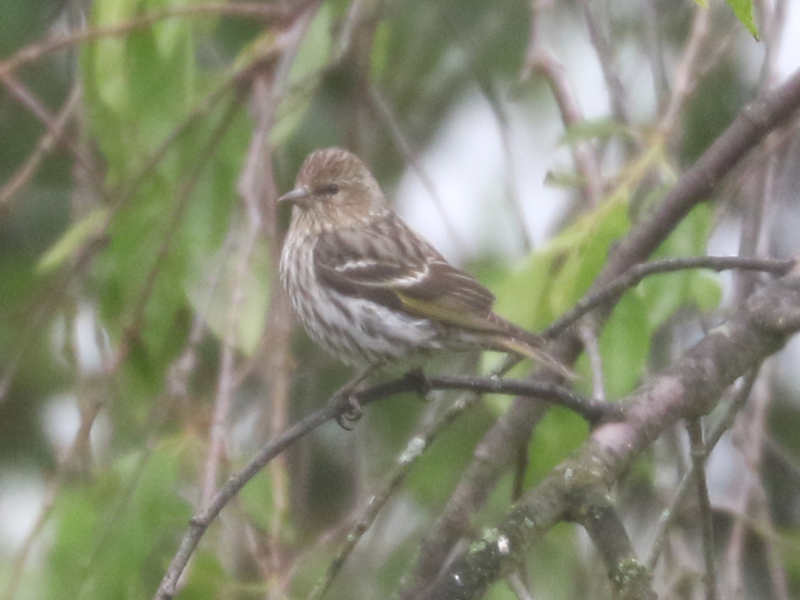 Mystery bird to be identified