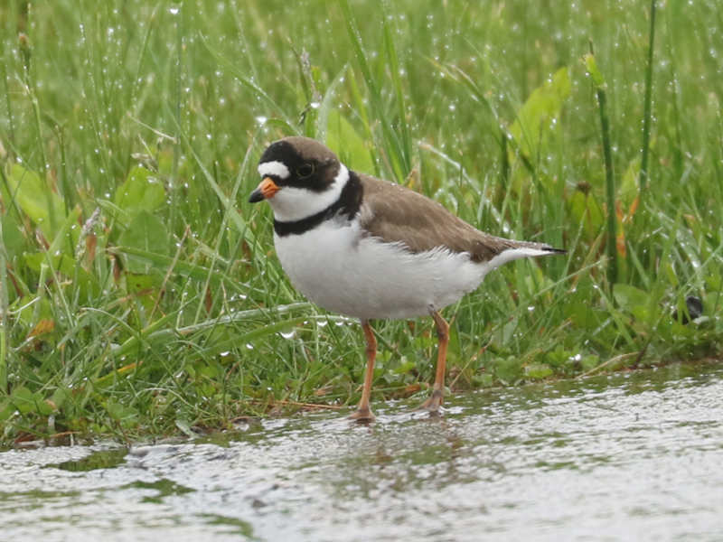 Mystery bird to be identified