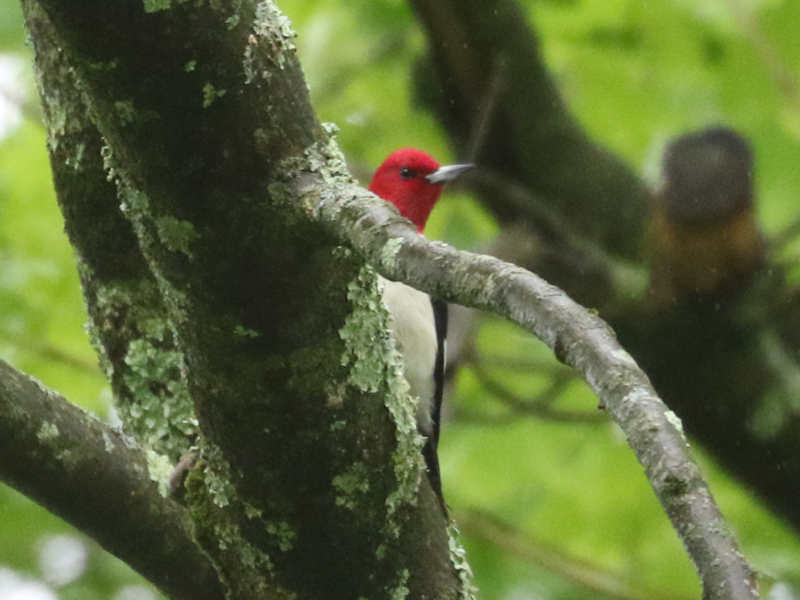 Mystery bird to be identified