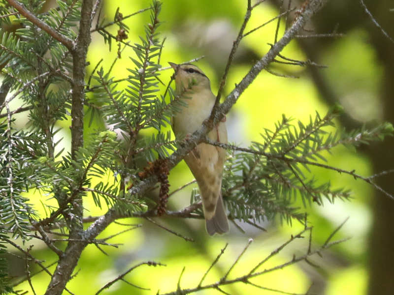 Mystery bird to be identified
