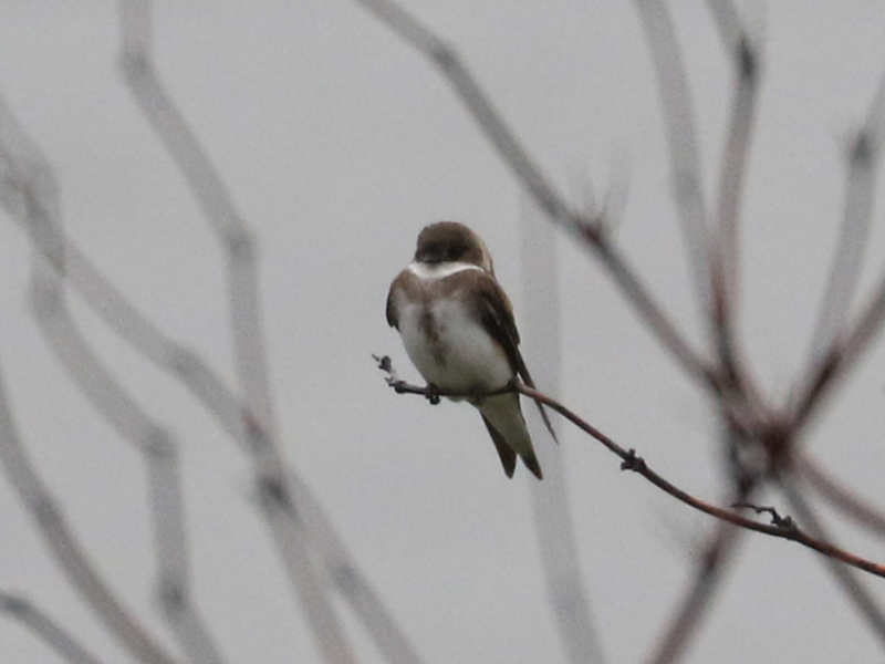 Mystery bird to be identified