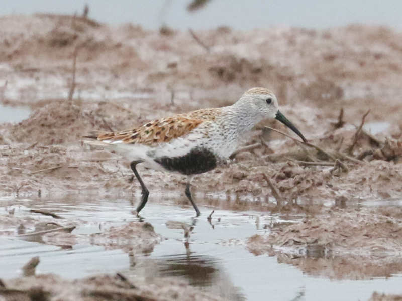 Mystery bird to be identified