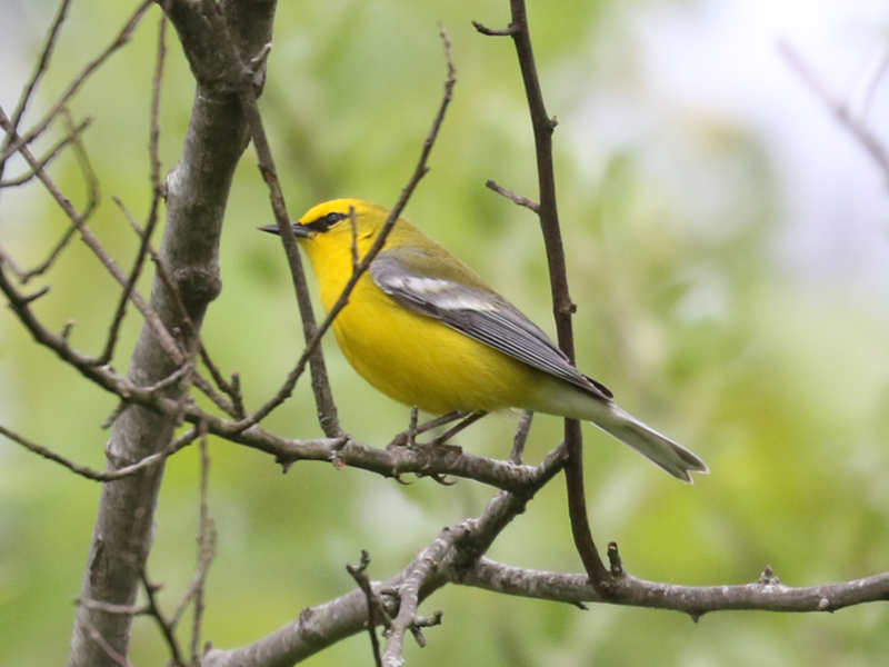 Mystery bird to be identified