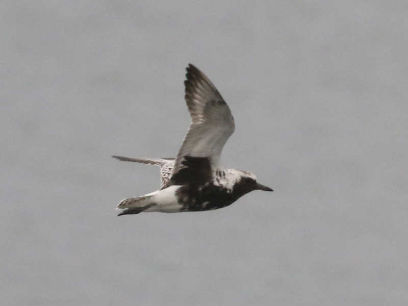 Mystery bird to be identified