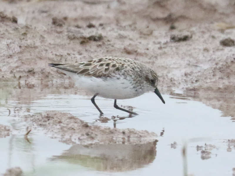Mystery bird to be identified