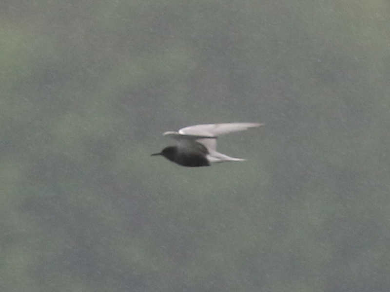 Mystery bird to be identified