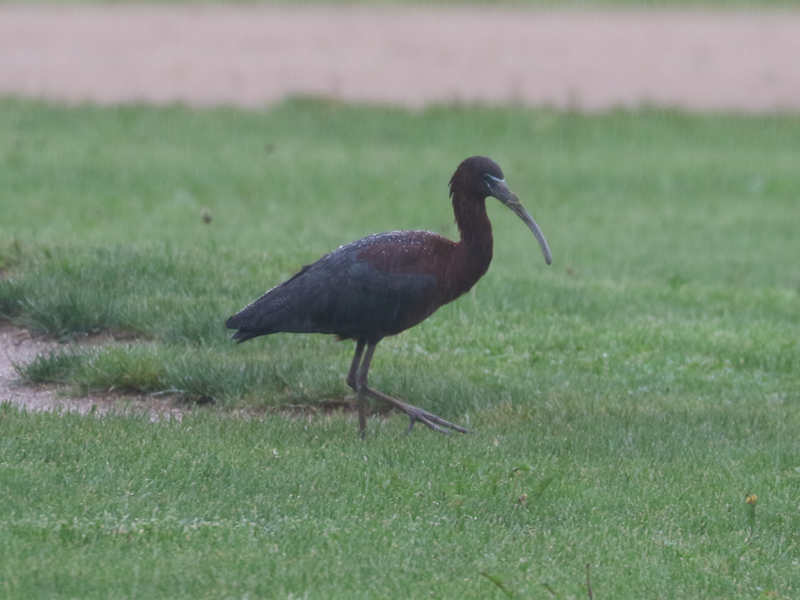 Mystery bird to be identified