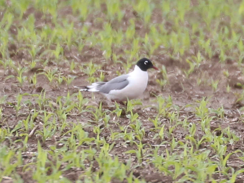 Mystery bird to be identified
