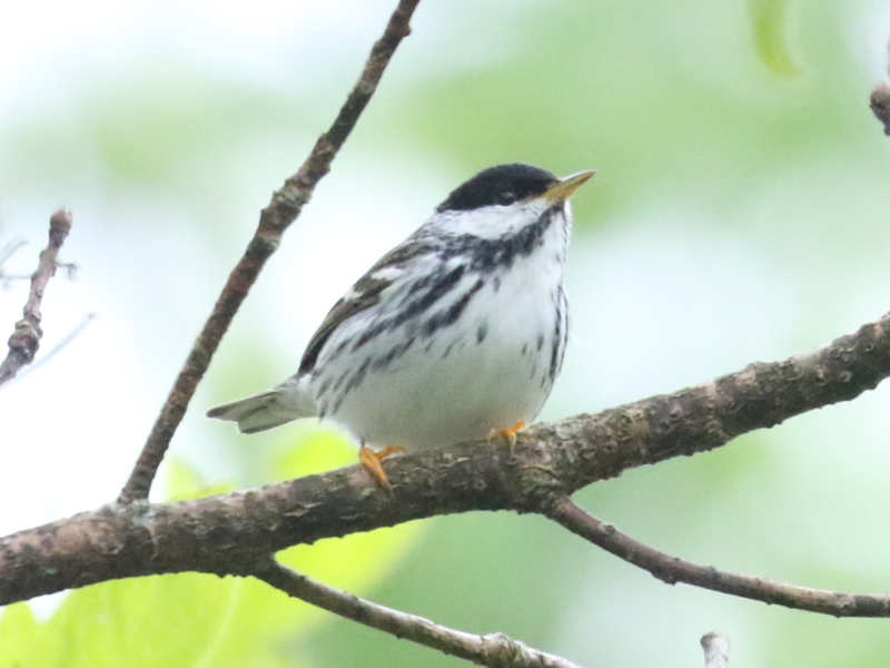Mystery bird to be identified