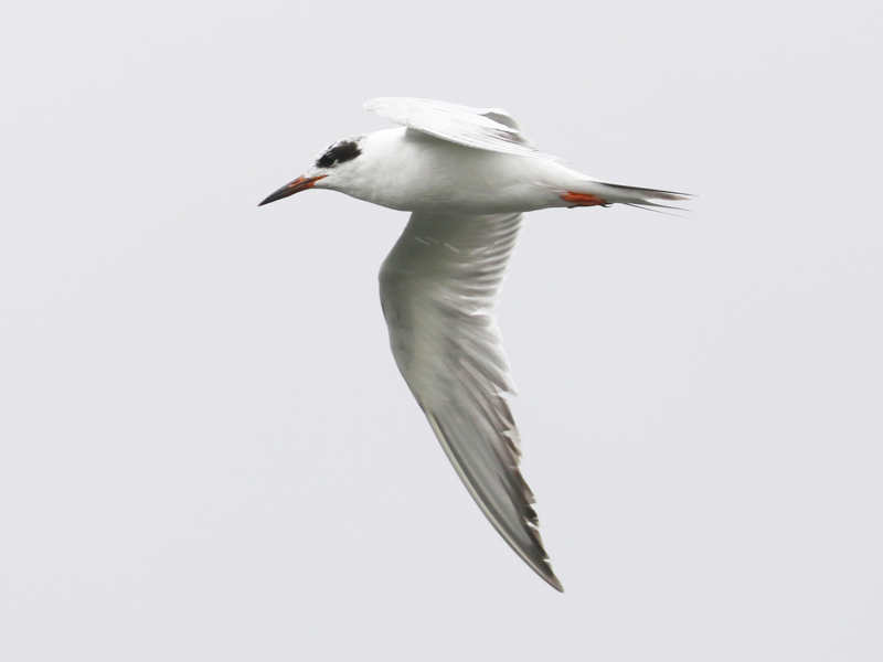 Mystery bird to be identified