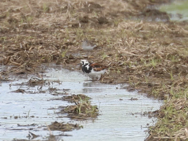 Mystery bird to be identified