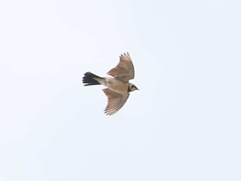 Mystery bird to be identified