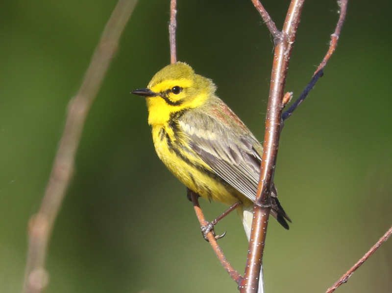 Mystery bird to be identified