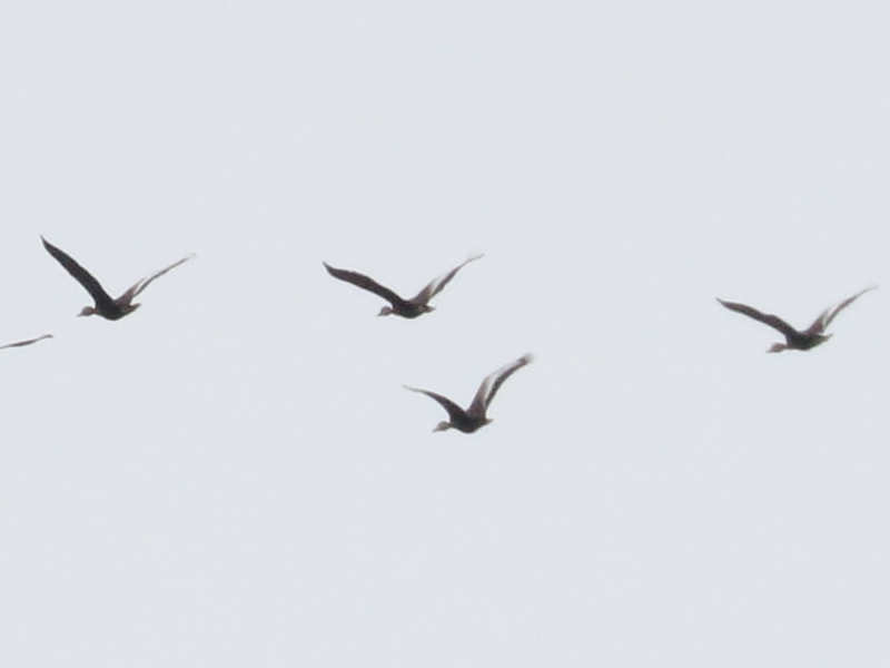 Mystery birds to be identified