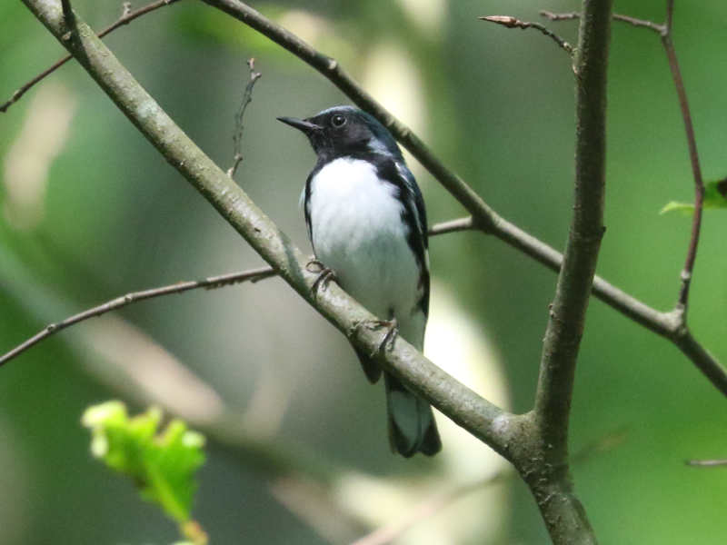 Mystery bird to be identified