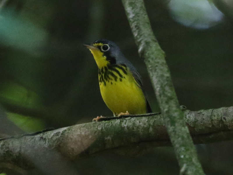Mystery bird to be identified