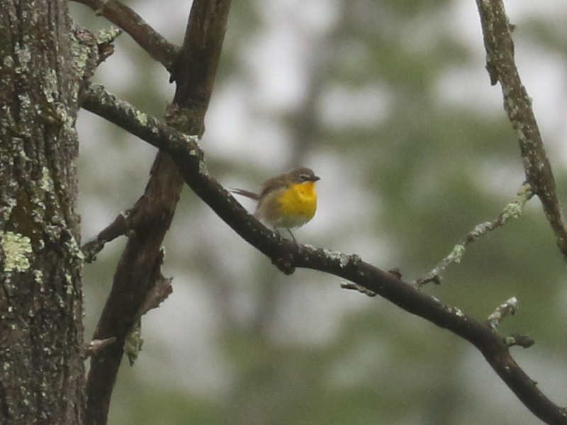 Mystery bird to be identified