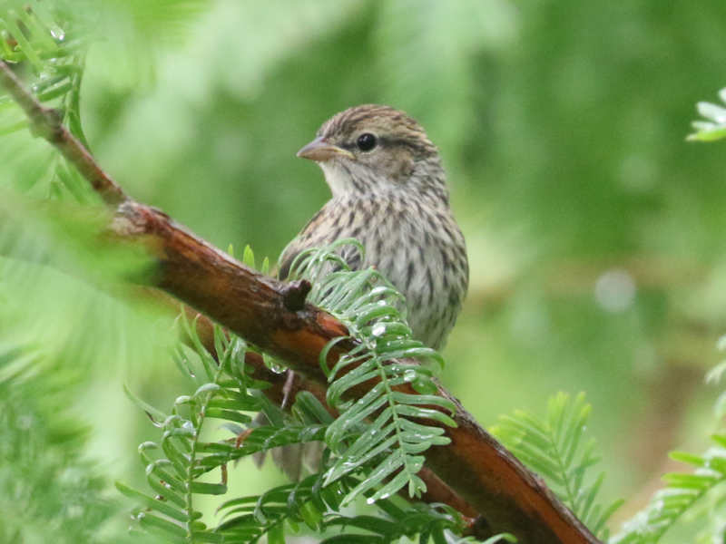 Mystery bird to be identified