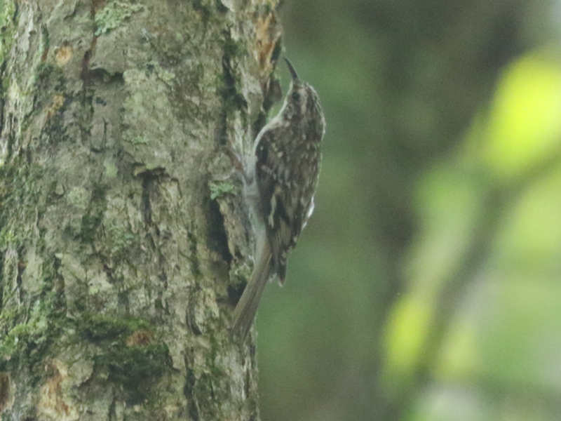 Mystery bird to be identified