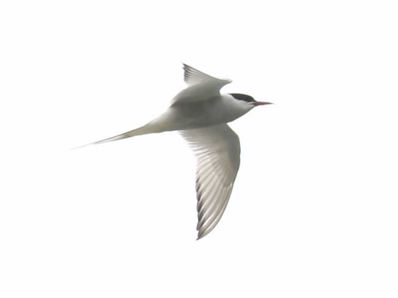 Mystery bird to be identified