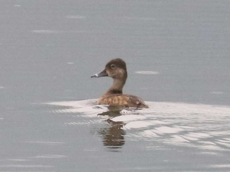 Mystery bird to be identified