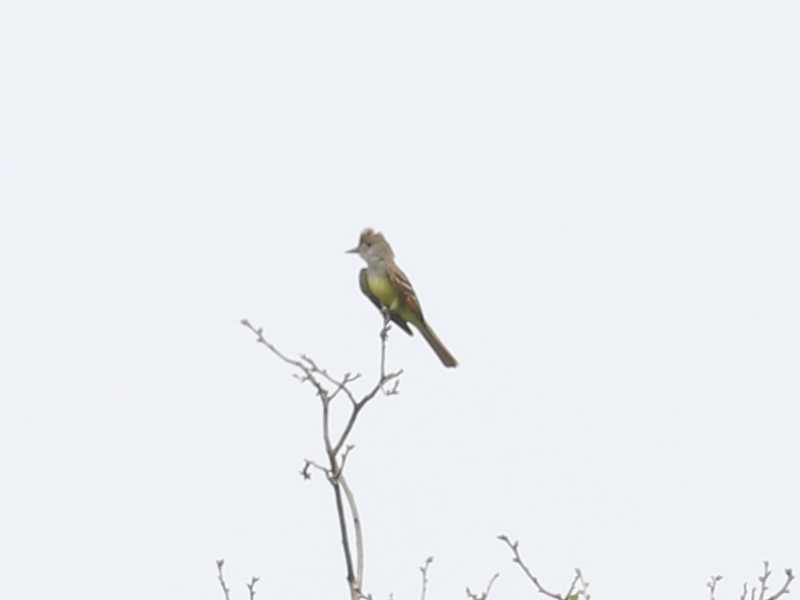 Mystery bird to be identified