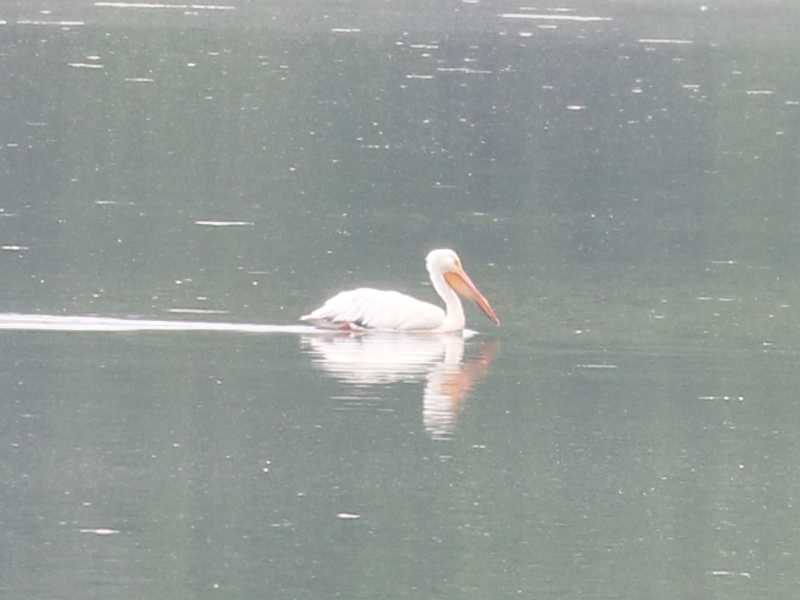 Mystery bird to be identified