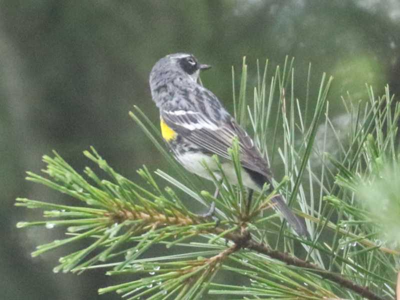 Mystery bird to be identified