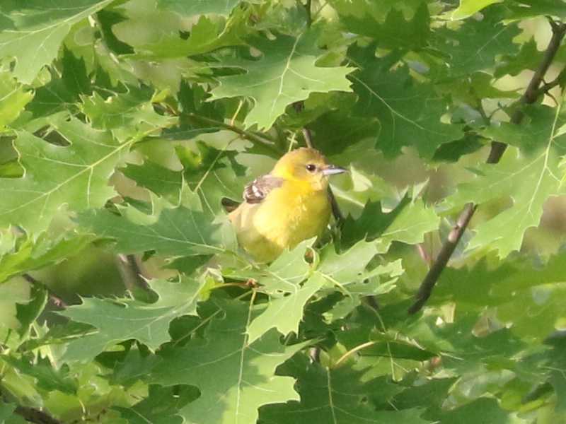 Mystery bird to be identified