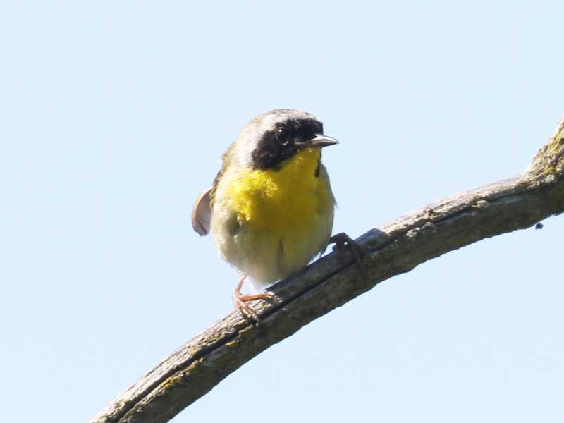Mystery bird to be identified