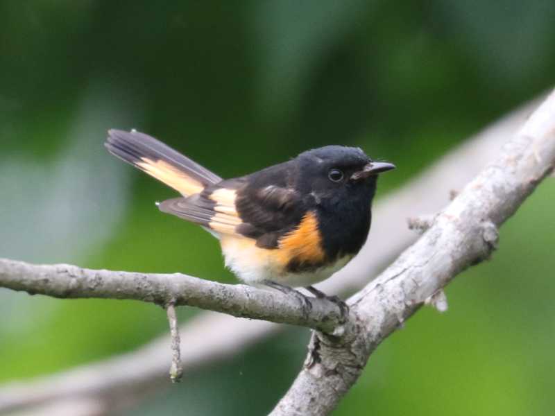 Mystery bird to be identified