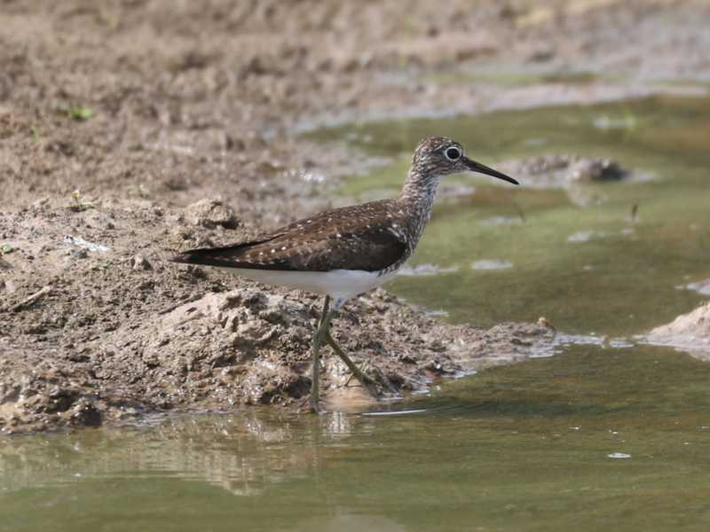 Mystery bird to be identified